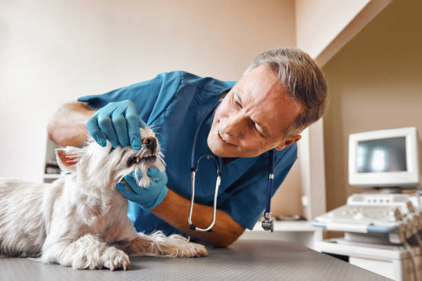 Best Weekend Emergency Dentist in Warm Mineral Springs, FL